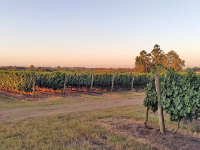 Uruguay Vineyard