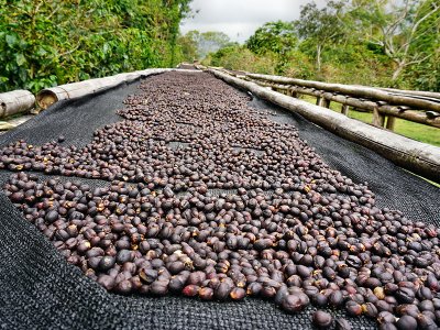 Coffee Beans, Boquete, Panama