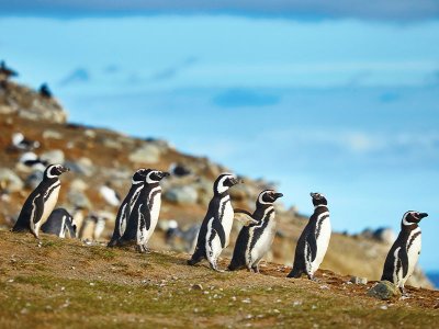 Magellanic Penguin colony