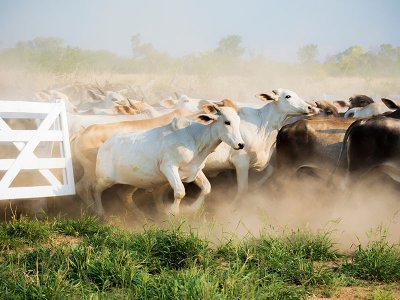 Cattle in the Chaco, Paraguay