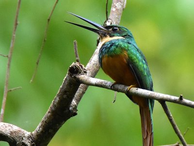 Jacamar bird, Belize