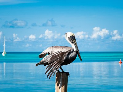 Pelican on a post