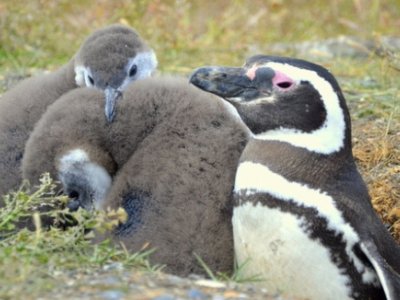 Magellanic Penguin Chicks, Peninsular Valdes