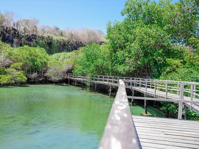 Isabela Island Wetlands