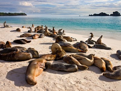 Sea Lions, Espanola Island, Galapagos