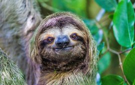 Sloth, Costa Rica