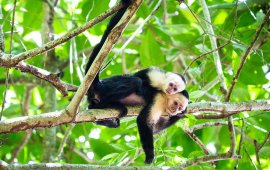Costa Rica Capuchins