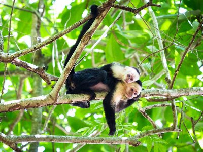 Costa Rica Capuchins