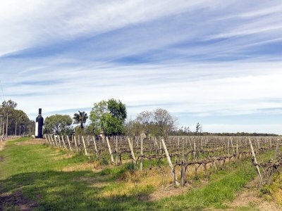 Carmelo vineyards