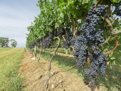 Uruguay vineyard