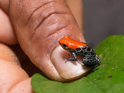 Poison dart frog