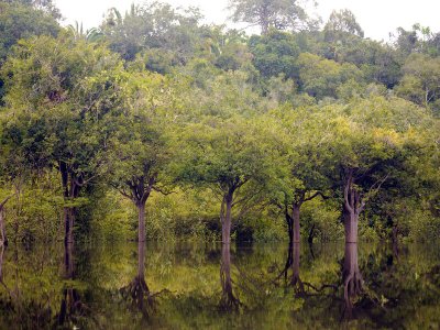 Trees reflected in the water