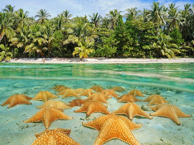 Starfish beach, Bocas del Toro, Panama