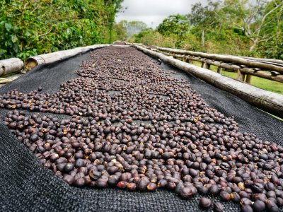 Coffee harvesting in Boquete