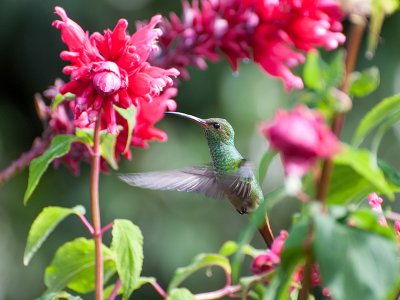 Hummingbird, Boquete, Panama