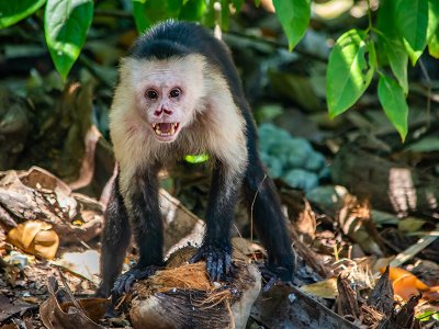 Capuchin Monkey, Panama