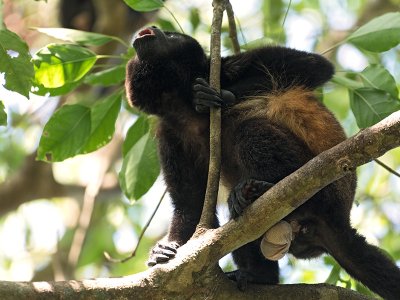 Howler Monkey, Chiriqui, Panama