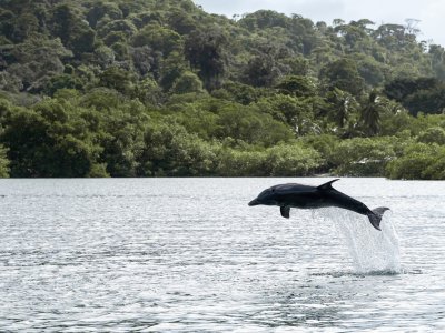 Dolphin Jump Bocas del Toro