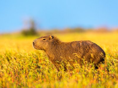 Capybara, Ibera Wetlands