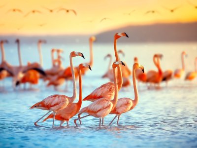 Flamingos, Celestun