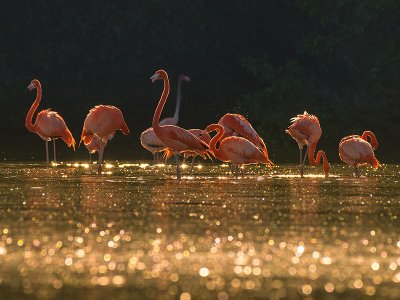 Flamingos, Yucatan 