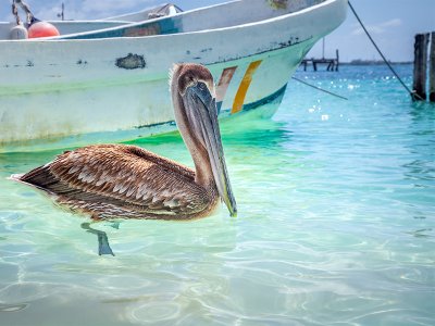Pelican, Riviera Maya