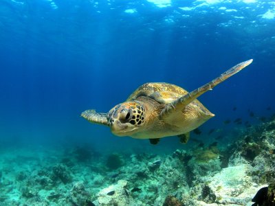 Turtle Galapagos Islands