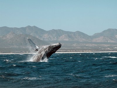 Whale watching, San Jose del Cabo