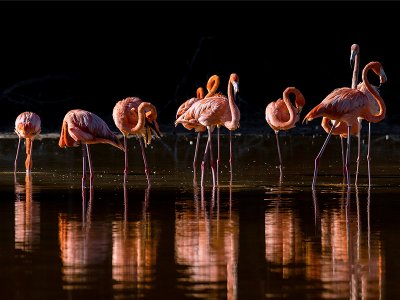 Flamingos, Celestun