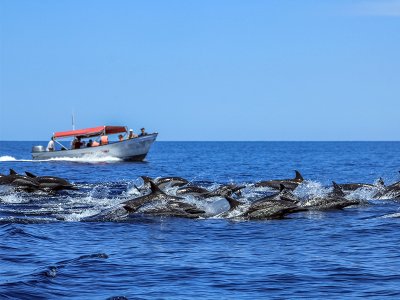 Baja dolphin watching