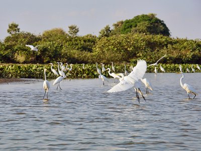 Great egrets (Ardea alba) on the Rio Magdalena