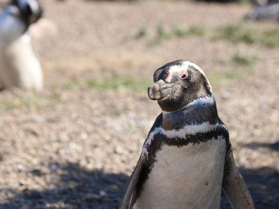 Penguin, Puerto Madryn, Argentina