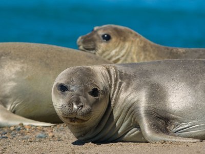 Elephant Seal Close Up, Peninsula Valdes, Argentina