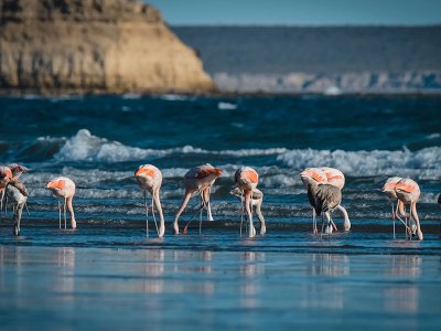 Flamingos feeding, Peninsula Valdes