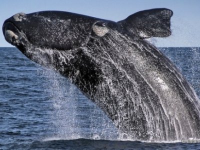 Peninsula Valdes, Humpback Whale