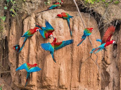 Macaws Peruvian Amazon