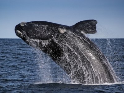 whale-watching-boat-trips0