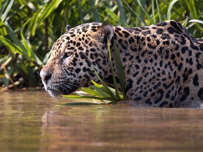 Five Tips to Spot Jaguars in the Wild in the Pantanal