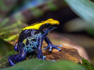 Brazilian Frog