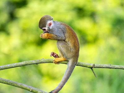 Ecuador Monkey