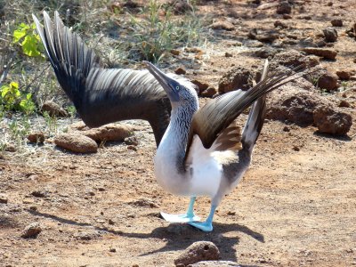blue-footed booby Galapagos
