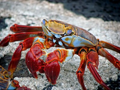 Colourful Crab Galapgos