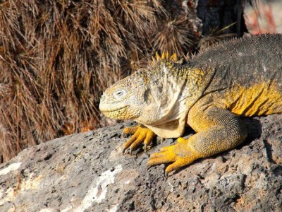 Lizard Galapagos