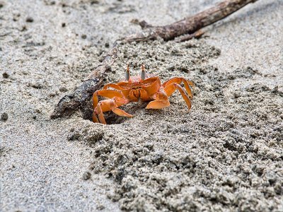 Crab near Nuqui