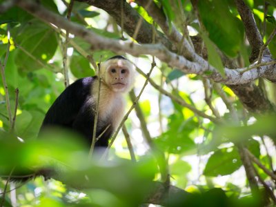 Capuchin, Tortuguero