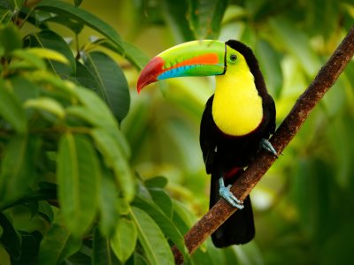 Toucan Costa Rica