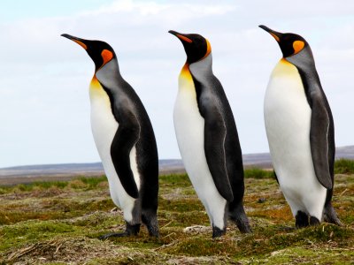 Kind Penguins