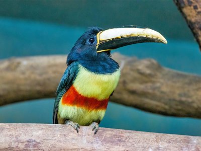 Guyana Bird