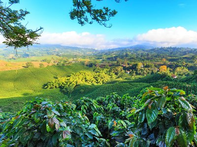 Coffee Region, Colombia