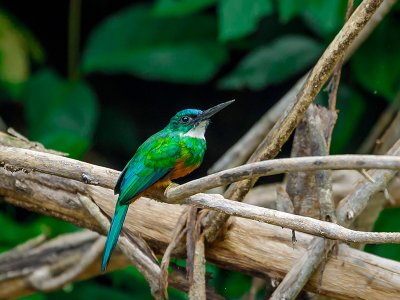 Bird Suriname